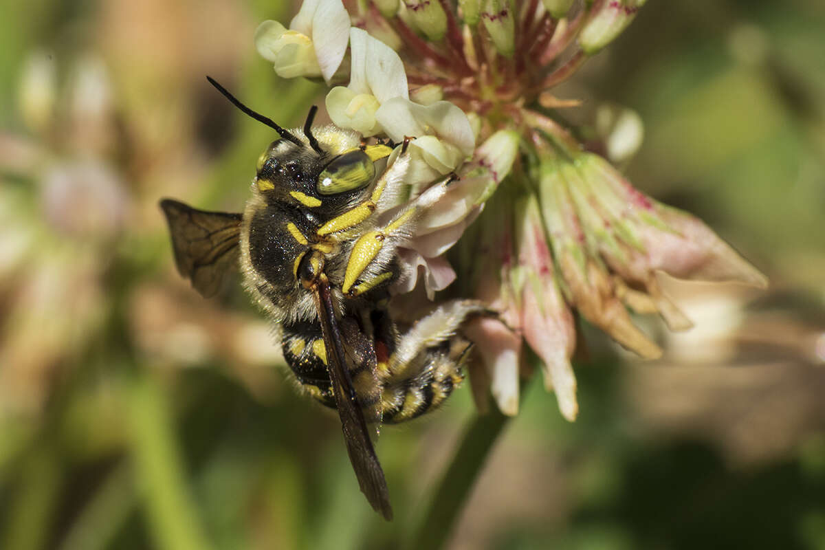 Anthidium loti Perris 1852的圖片