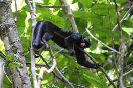 Image of Red-nosed Bearded Saki