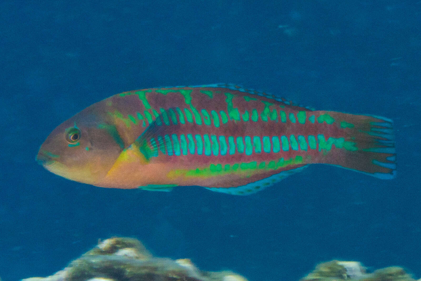 Image of Christmas wrasse