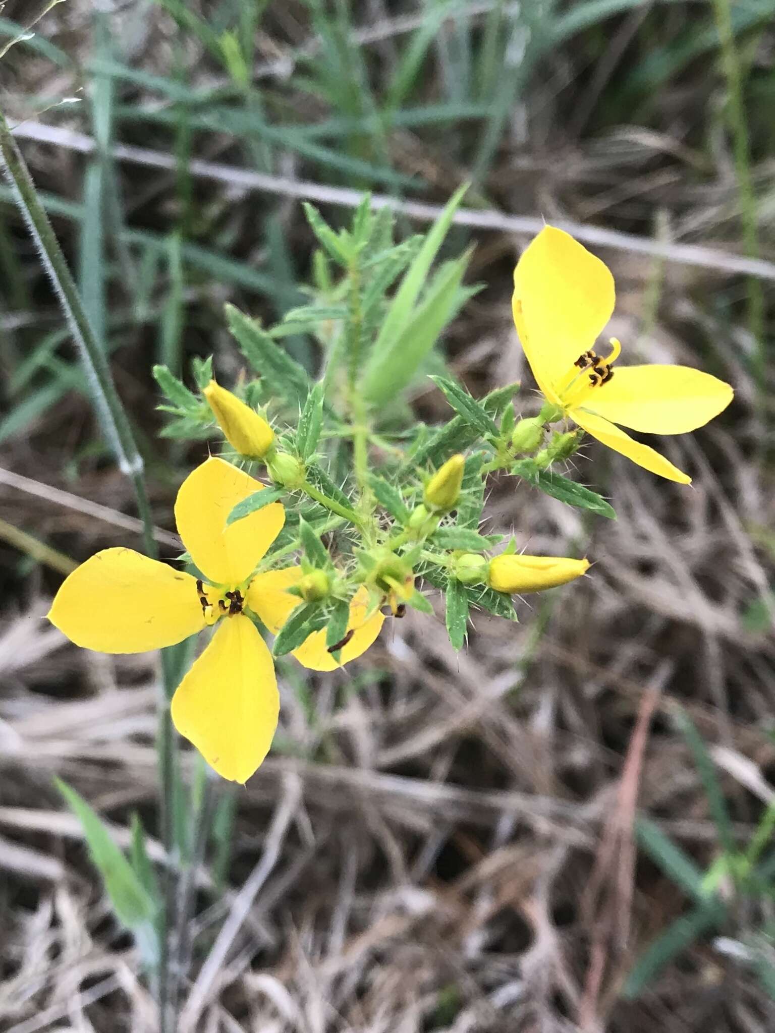 Image of Yellow Meadow-Beauty