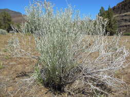 Imagem de Artemisia tridentata (Nutt.) W. A. Weber