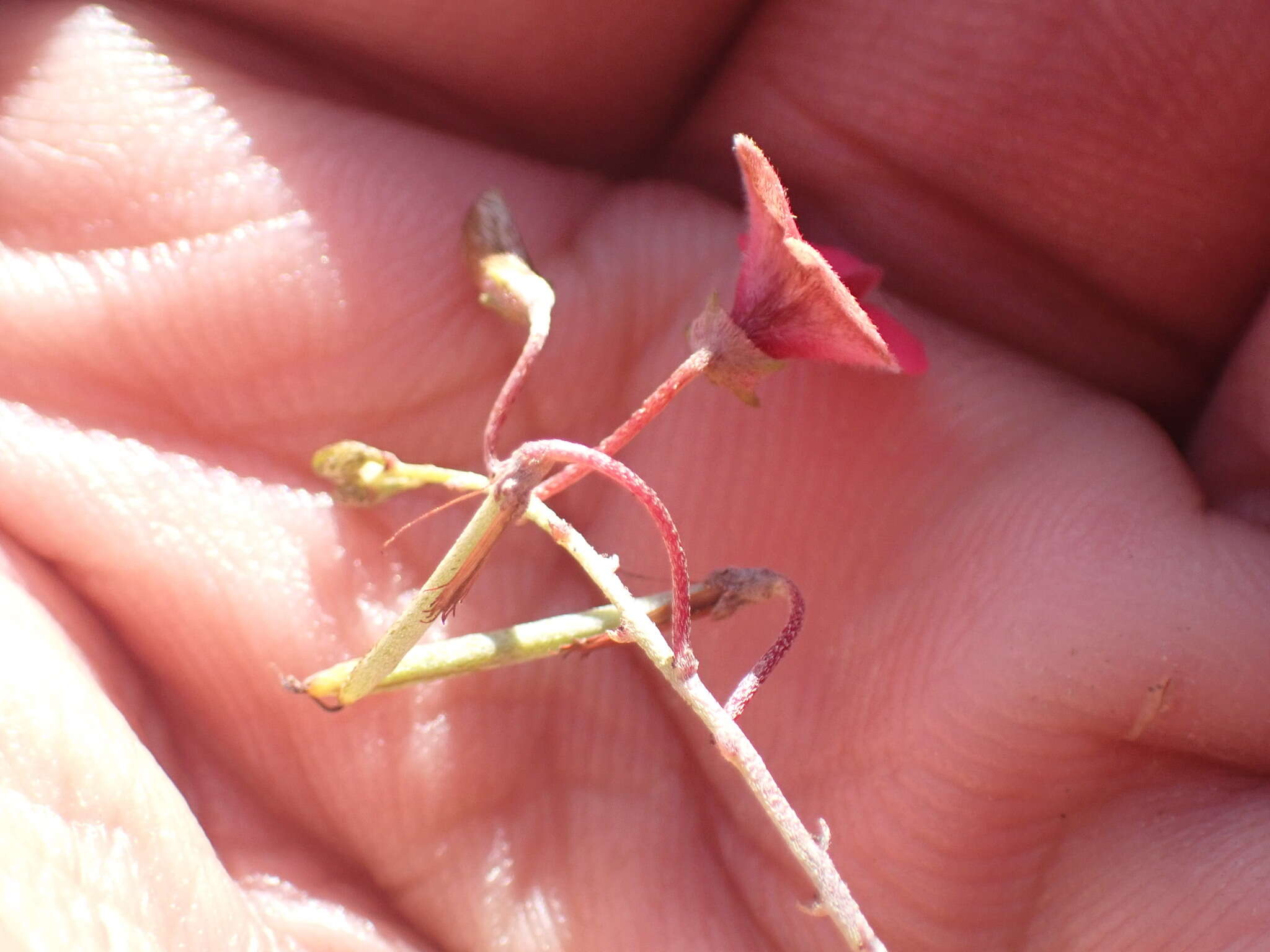 Слика од Indigofera microcarpa Desv.