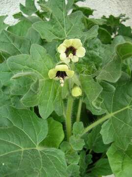 Image of white henbane