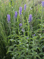 Image of Garden speedwell