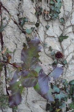 Image of dwarf oxeye