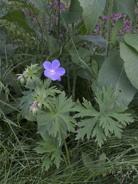 Imagem de Geranium pratense L.