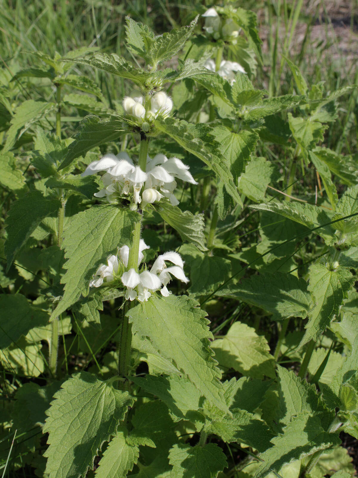 Image of white deadnettle