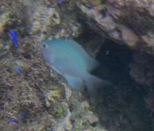 Image of Blue-green damselfish