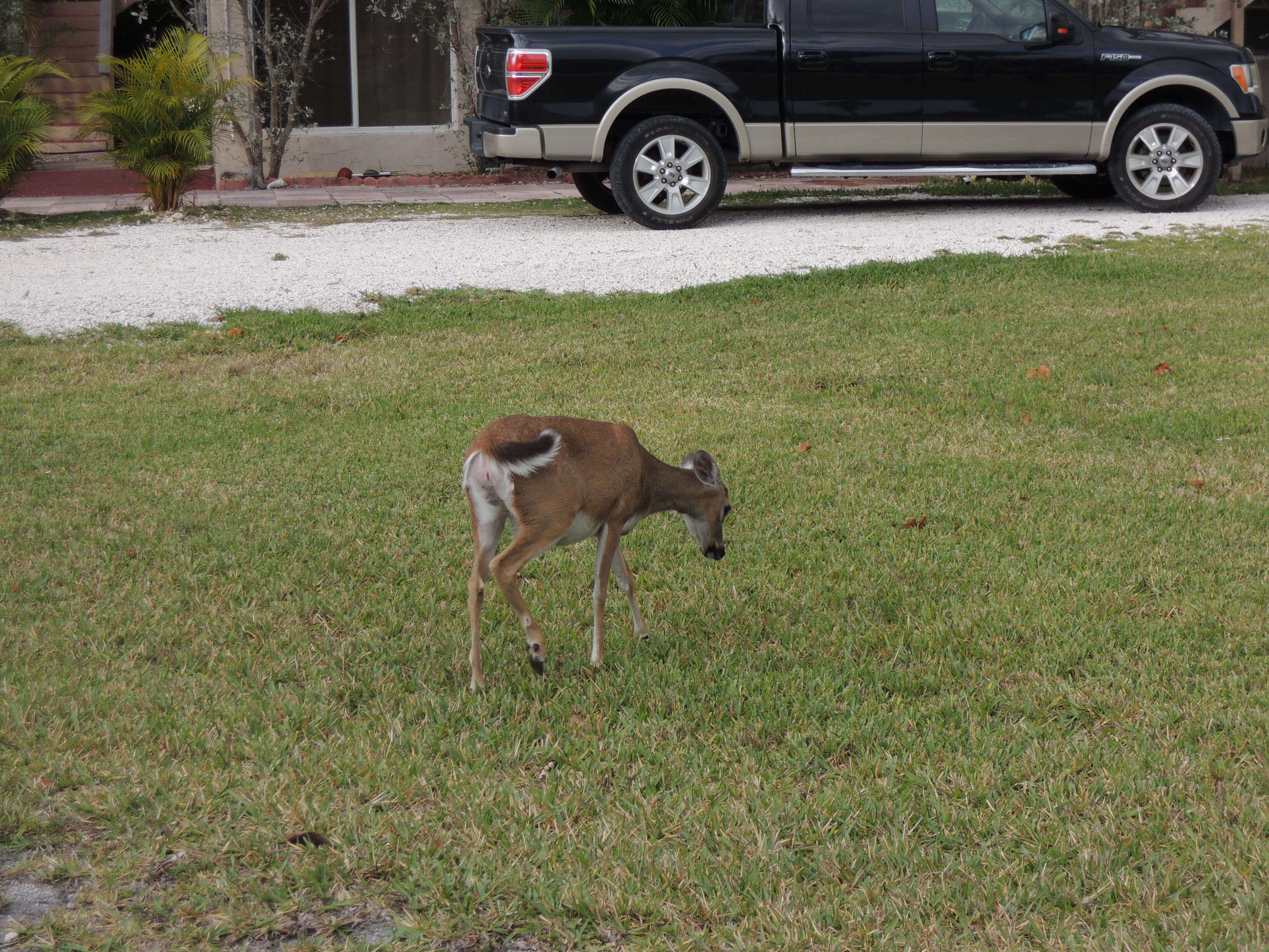 Image of Key deer