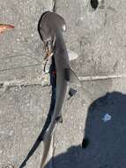 Image of Bonnethead Shark