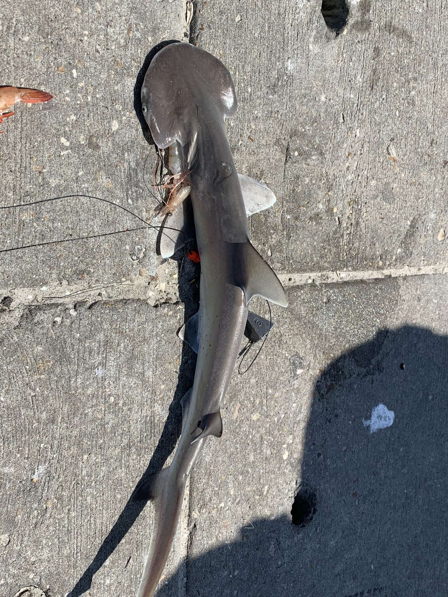 Image of Bonnethead Shark