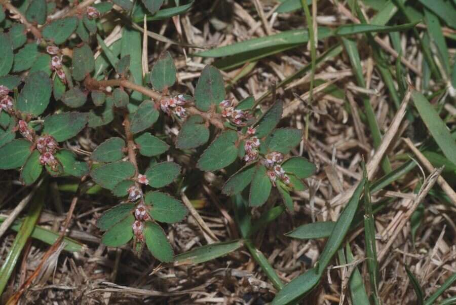 Euphorbia dioeca Kunth resmi