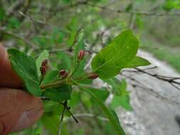 Image de Lonicera bella Zab.