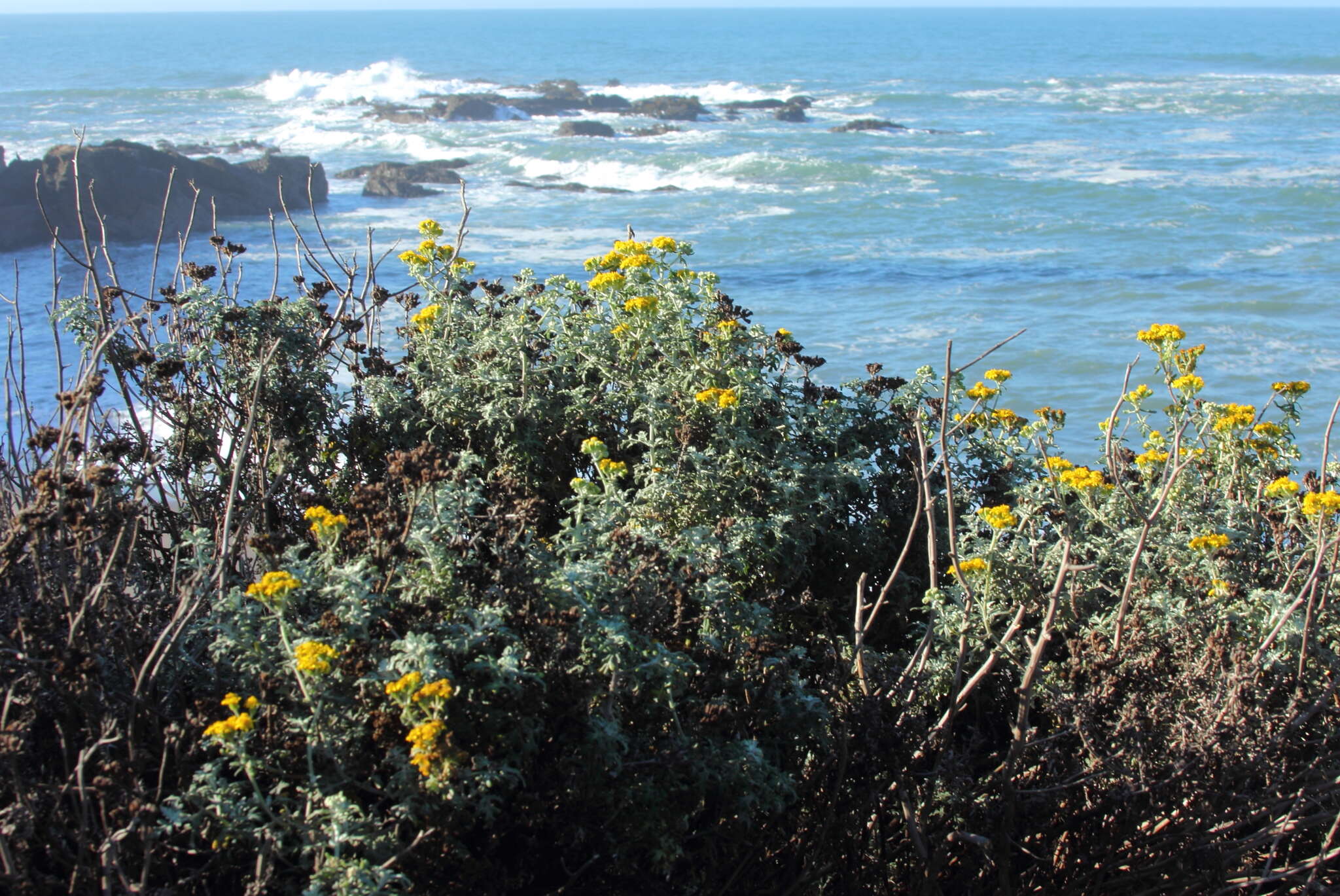 Image of seaside woolly sunflower