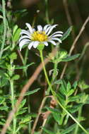 Image of Brachyscome paludicola P. S. Short