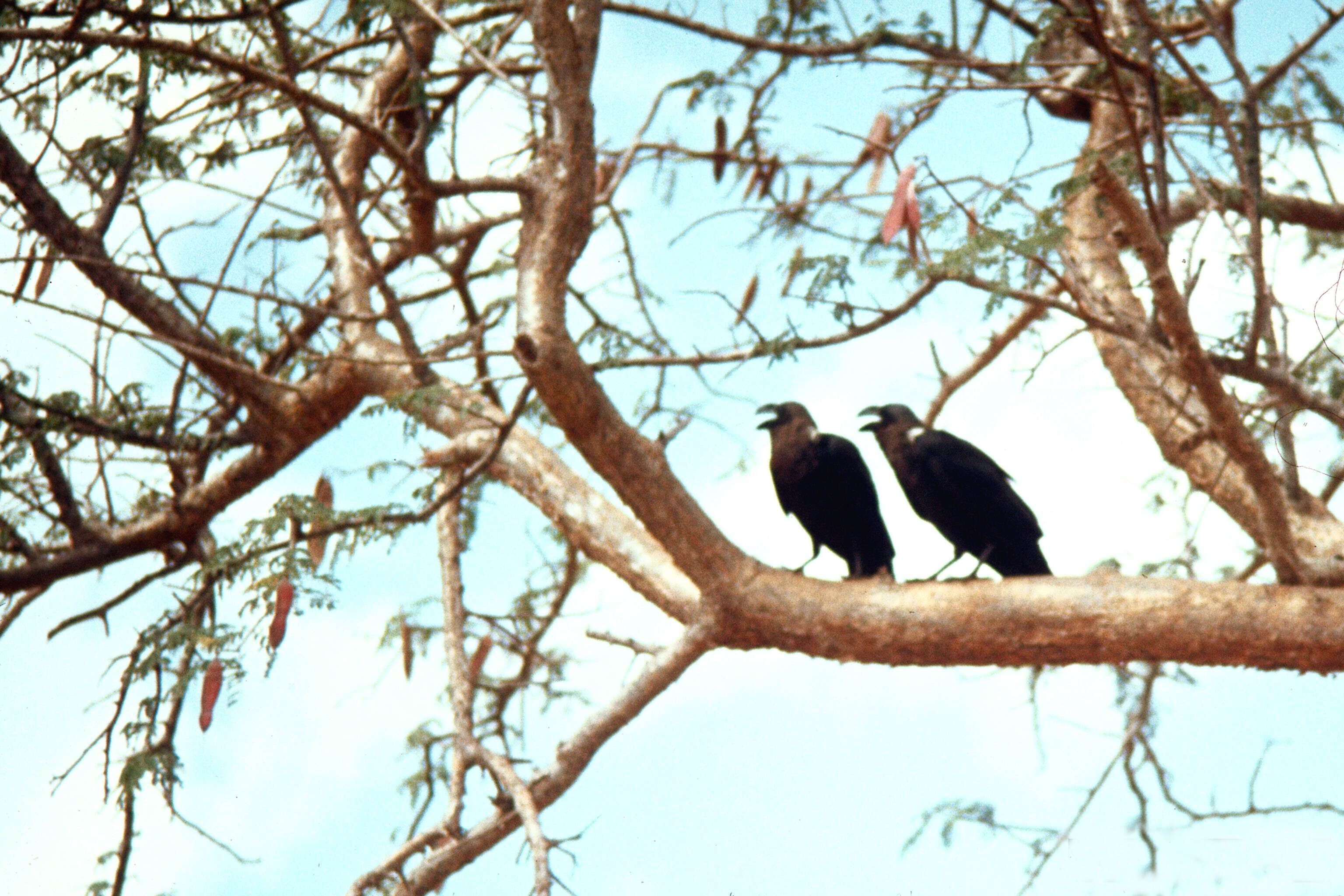 Image of White-necked Raven