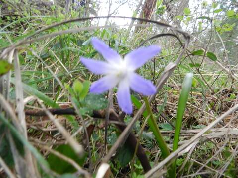 Image de Scilla luciliae (Boiss.) Speta