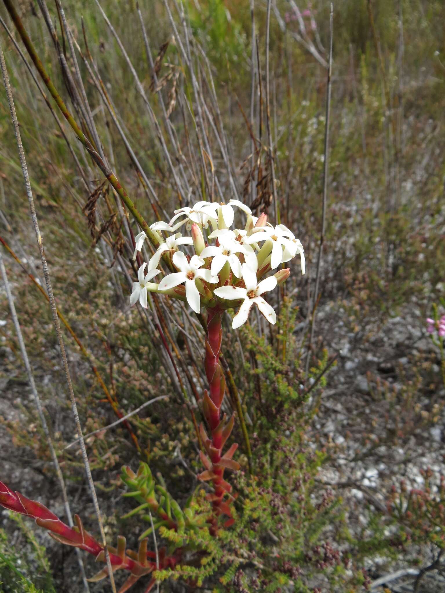 Image of Crassula fascicularis Lam.