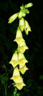 Imagem de Digitalis grandiflora Mill.