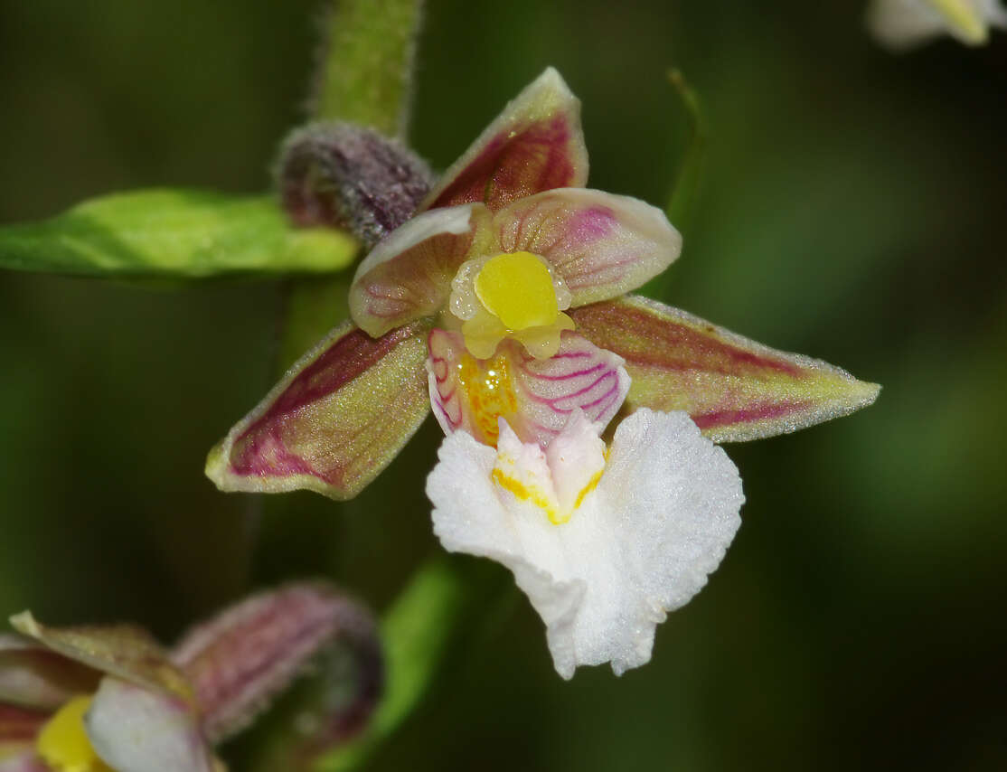 Imagem de Epipactis palustris (L.) Crantz