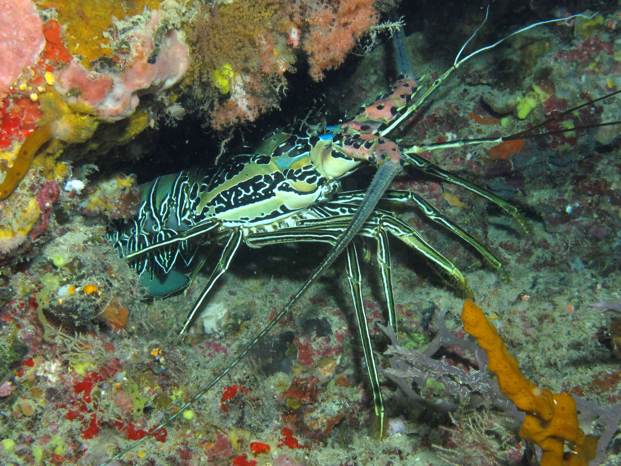 Image of Painted Spiny Lobster