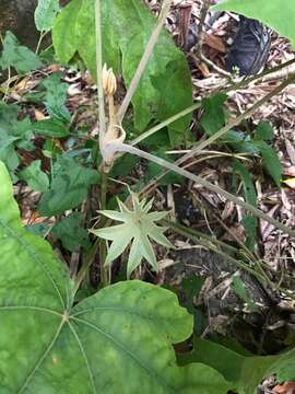 Image of tetrapanax