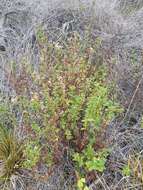 Sivun Ageratina glechonophylla (Less.) R. King & H. Rob. kuva