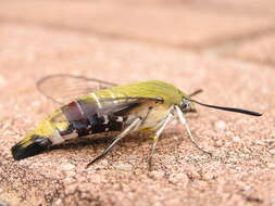 Image of Oriental Bee Hawkmoth