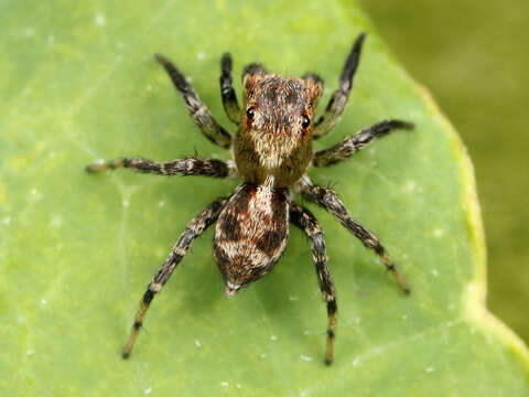 Image of Naphrys pulex (Hentz 1846)