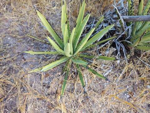 Image of Agave datylio F. A. C. Weber