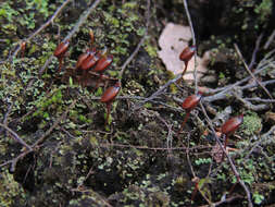 Image of buxbaumia moss