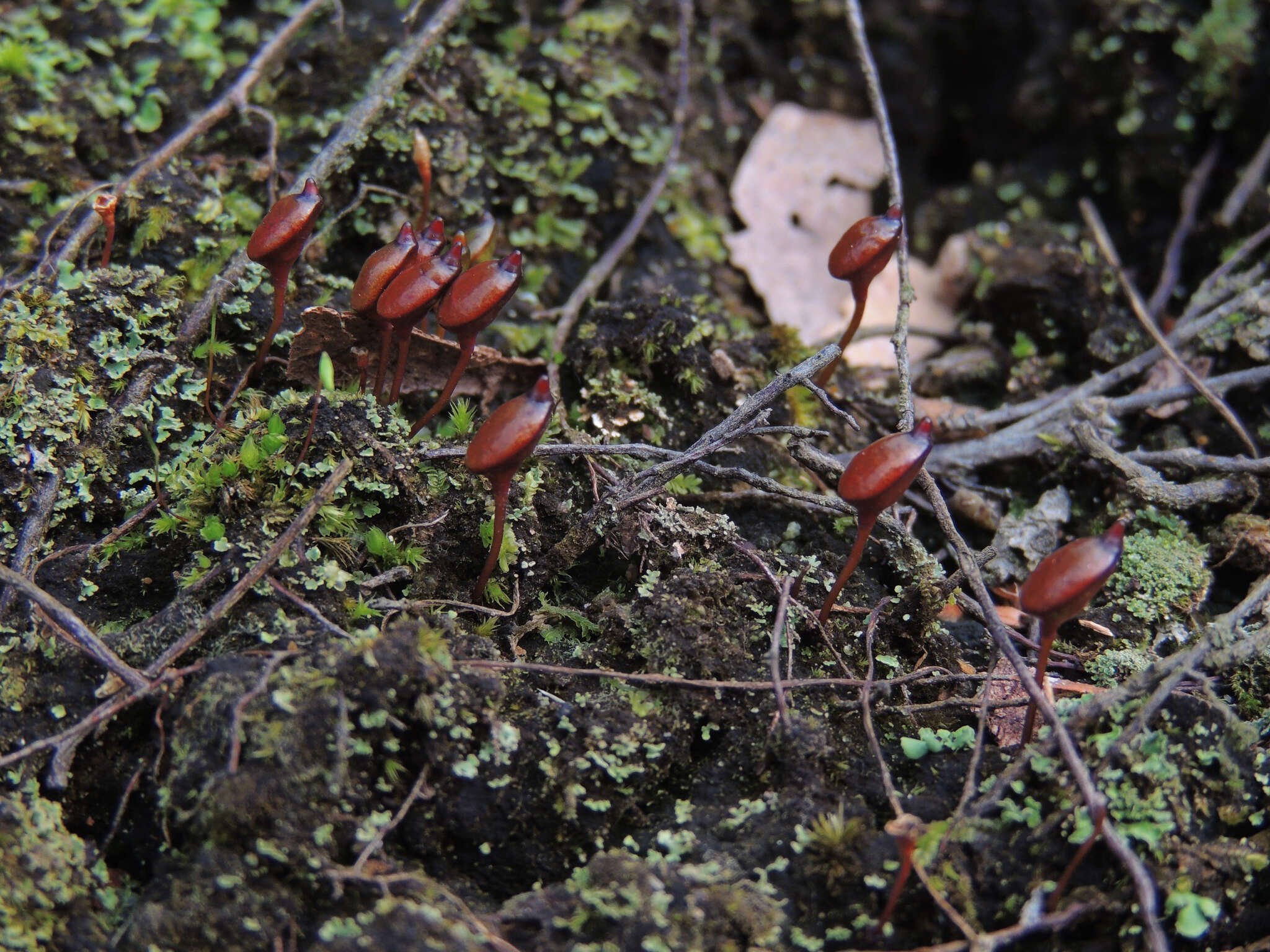 Image of buxbaumia moss