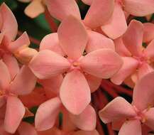 Image of ixora