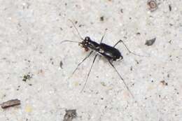 Image of Eastern Pine Barrens Tiger Beetle