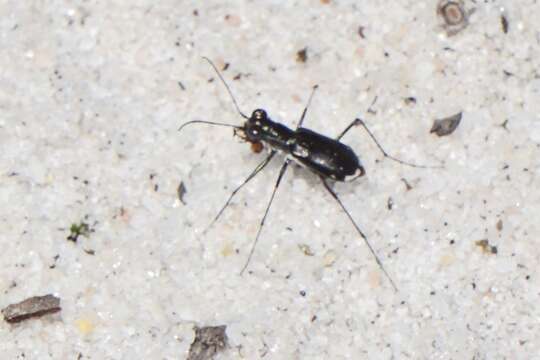 Image of Cicindela (Cicindelidia) abdominalis Fabricius 1801