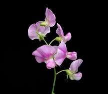 Image of Sweet Pea