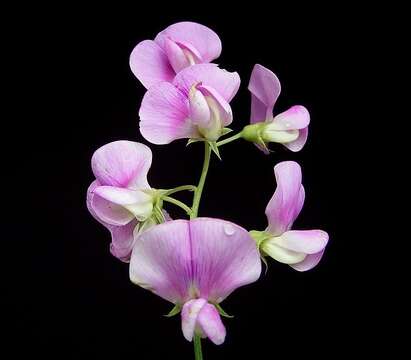 Image of Sweet Pea