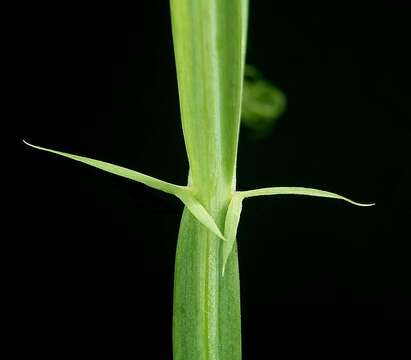 Image of Sweet Pea