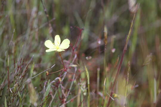 Image of Drosera intricata Planch.