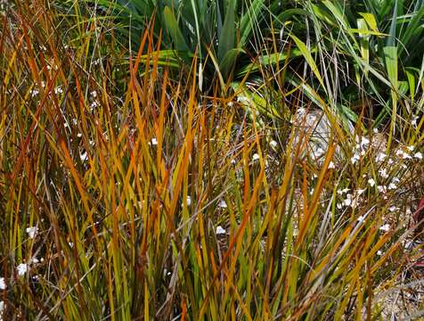 Image of Libertia peregrinans Cockayne & Allan