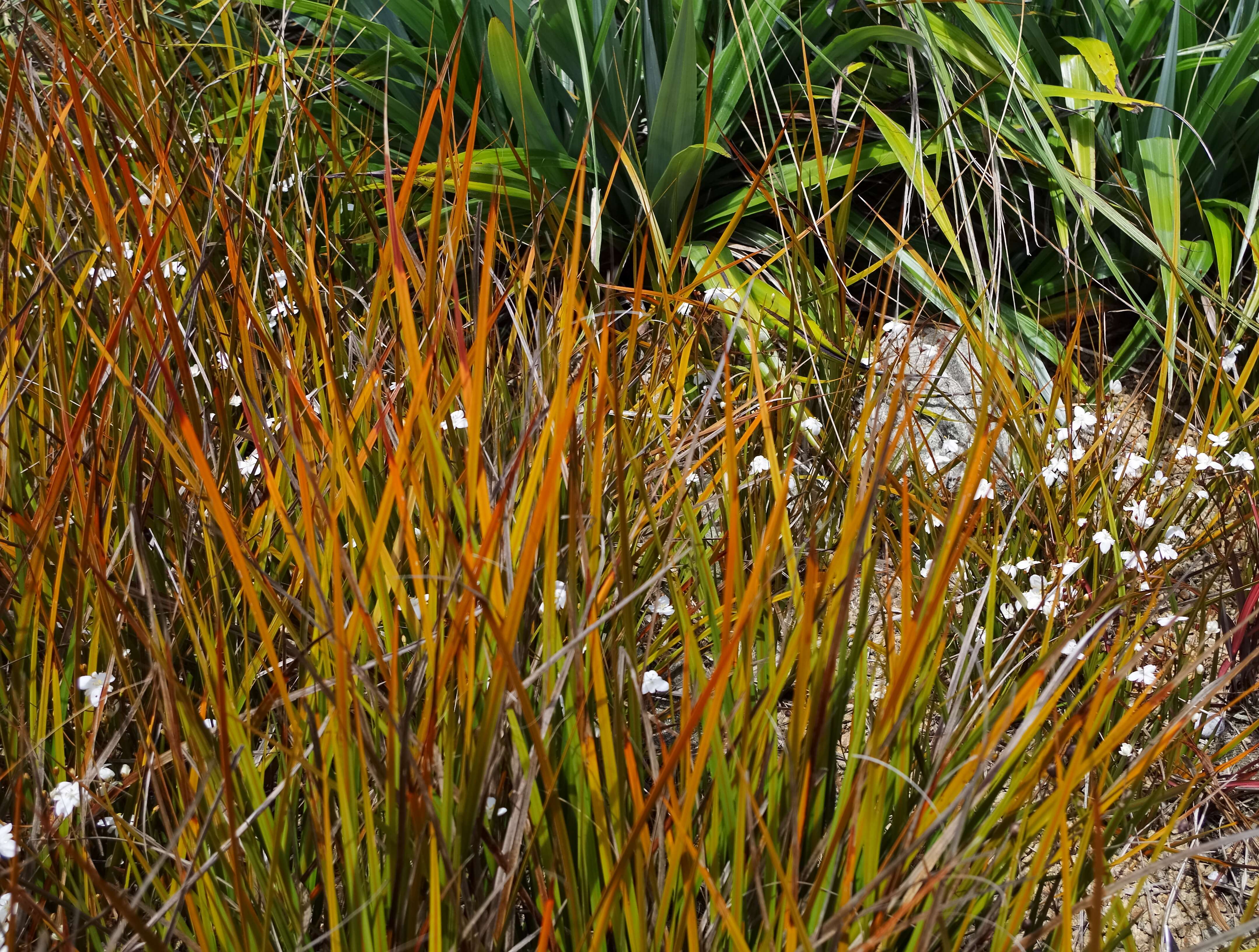 Image of Libertia peregrinans Cockayne & Allan