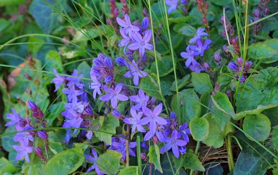 Image of Peach-leaf Bellflower