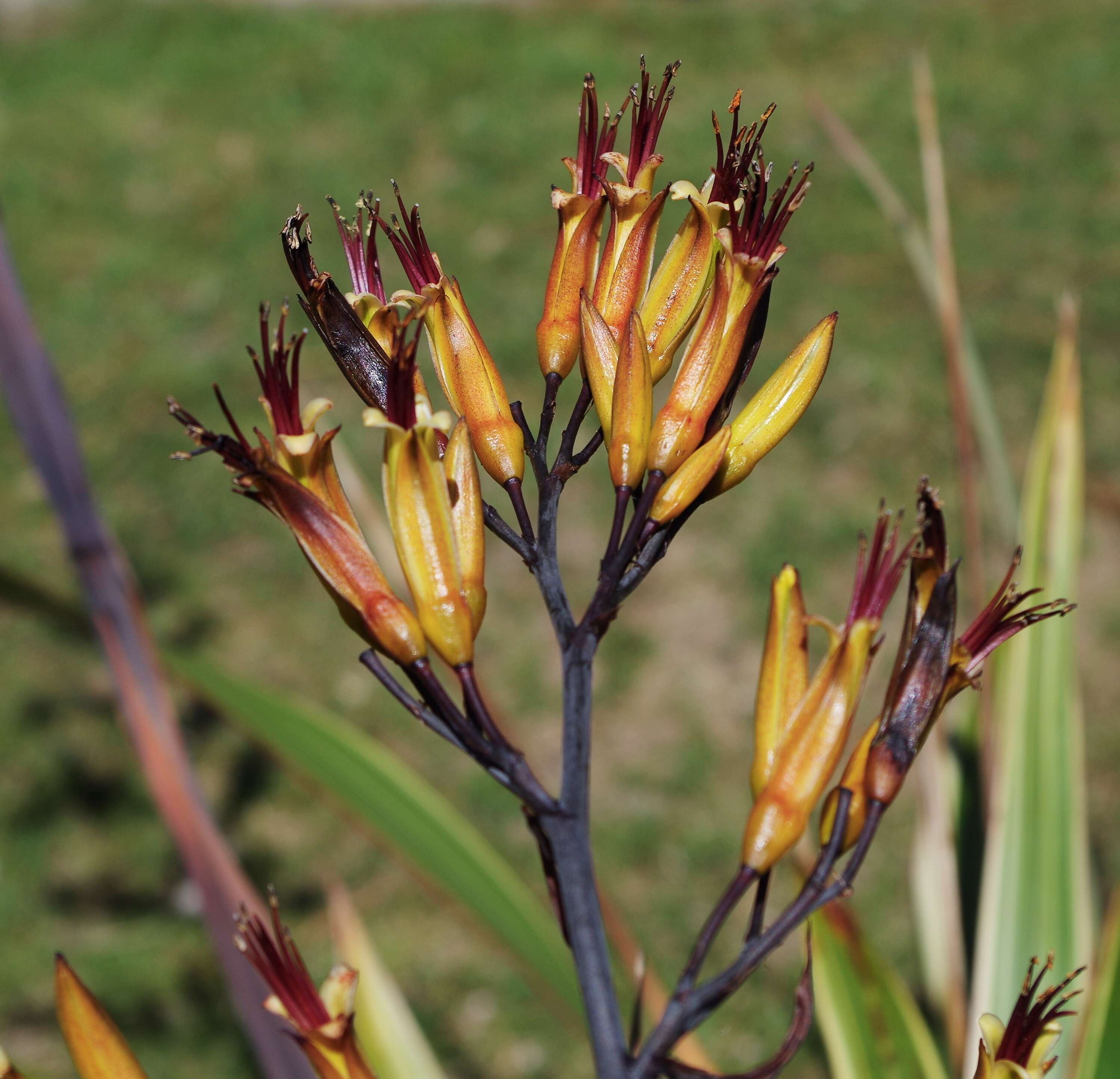 Image of mountain flax