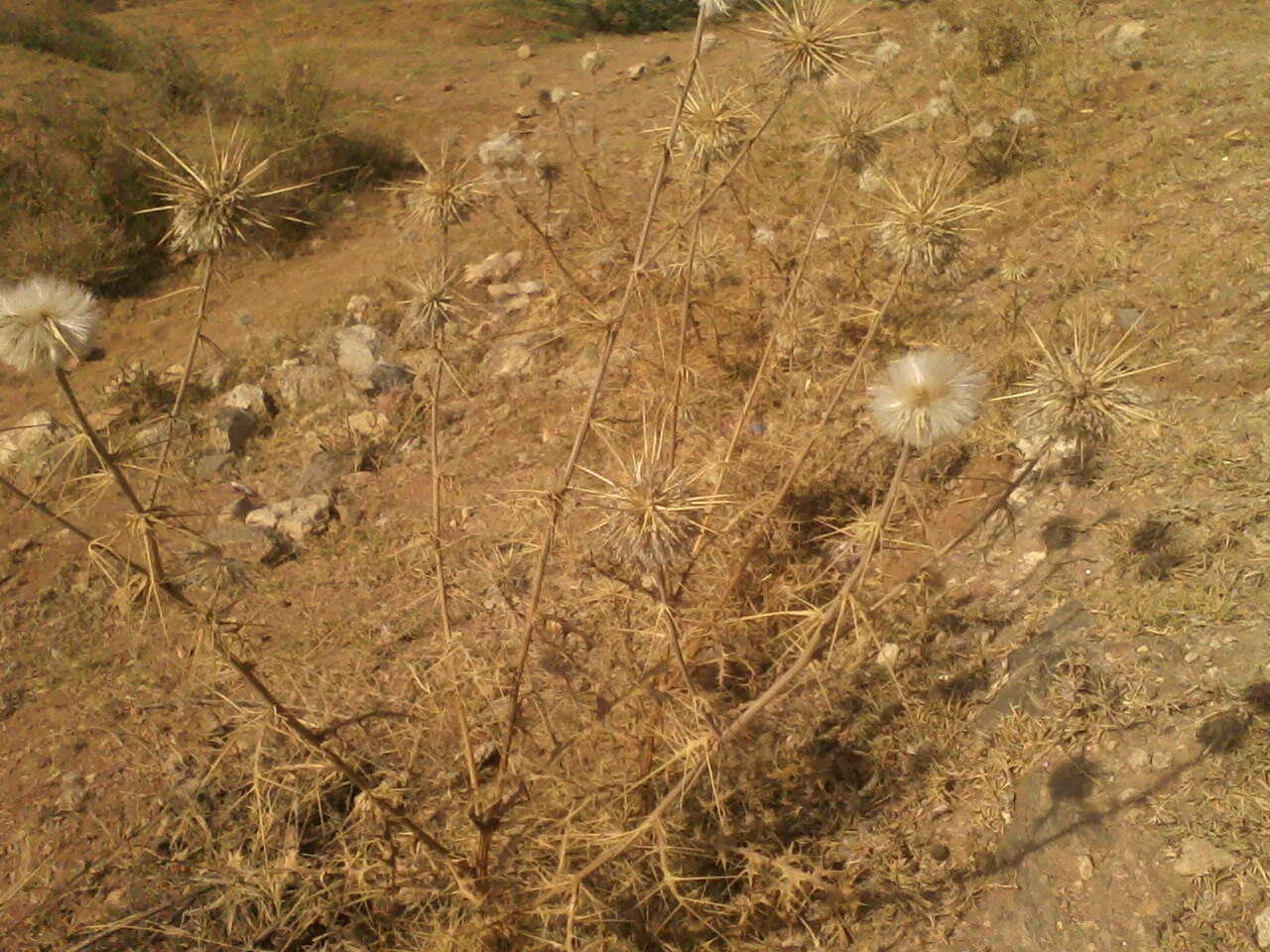 Image of Indian Globe Thistle