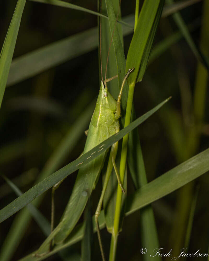 Слика од Neoconocephalus nebrascensis (Bruner & L. 1891)