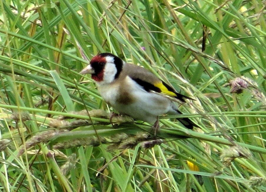 Image of European Goldfinch