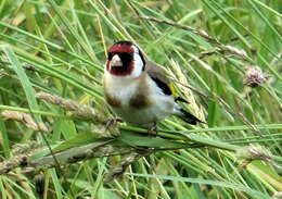 Image of European Goldfinch