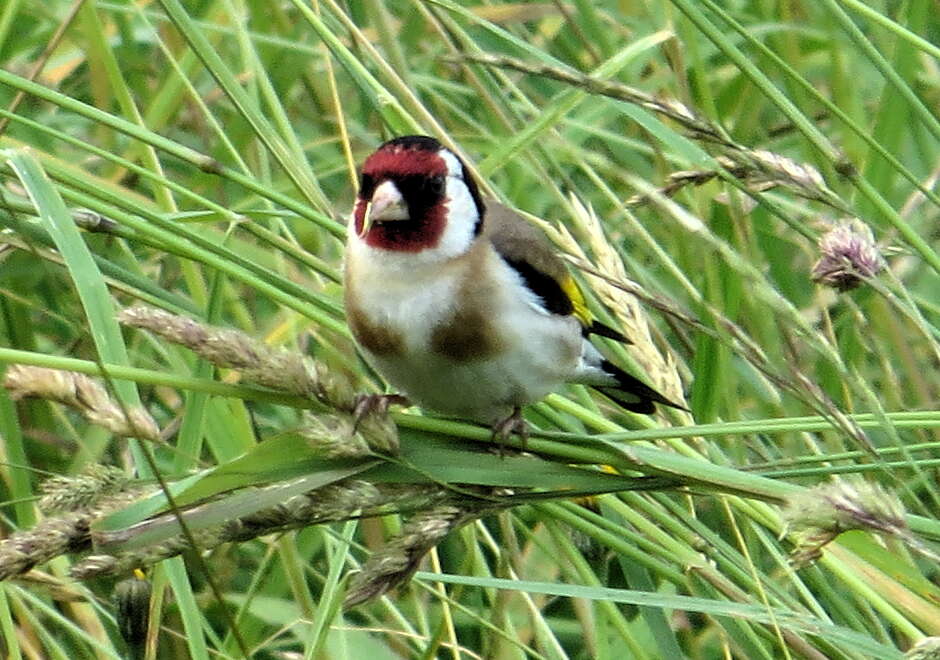 Image of European Goldfinch