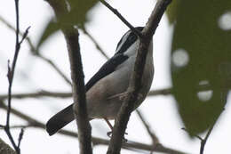 Слика од Pteruthius aeralatus validirostris Koelz 1951