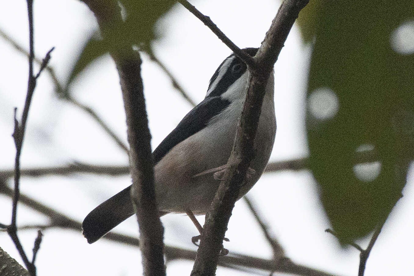 Imagem de Pteruthius aeralatus validirostris Koelz 1951